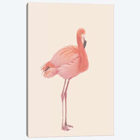 Flamingo In Snow Rose Canvas Print #GEL165} by Monika Strigel Canvas Print