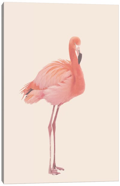 Flamingo In Snow Rose Canvas Art Print - Monika Strigel