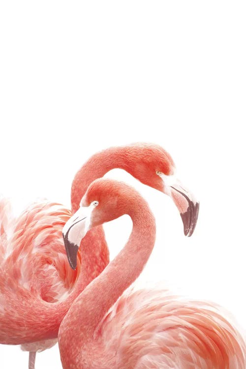 Flamingos White