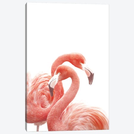 Flamingos White Canvas Print #GEL166} by Monika Strigel Canvas Print