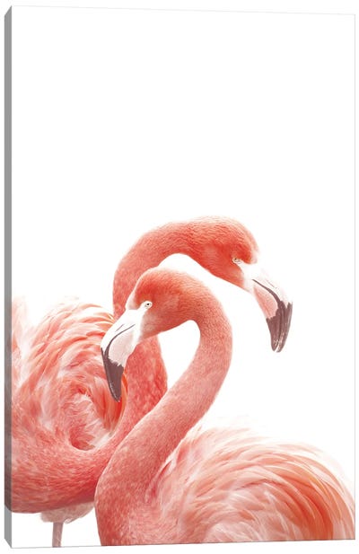 Flamingos White Canvas Art Print - Monika Strigel