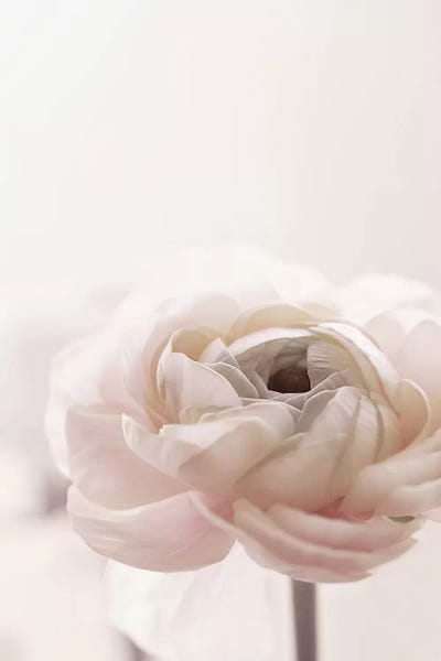 Still Life Photography: Flower I1 by Monika Strigel