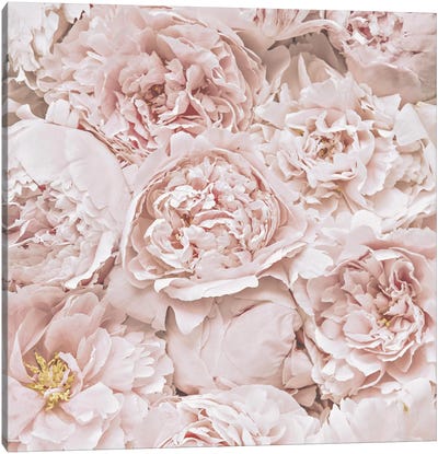Flowers Peony Blush Square Canvas Art Print - French Country Décor