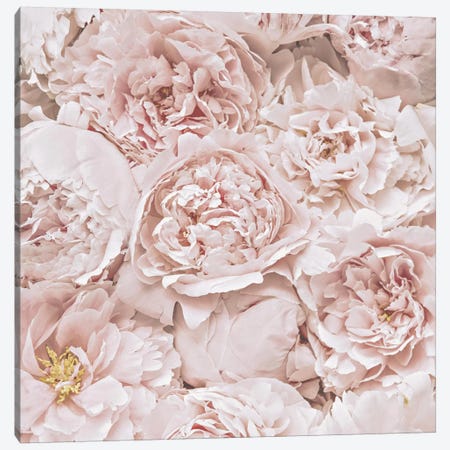 Flowers Peony Blush Square Canvas Print #GEL170} by Monika Strigel Canvas Print