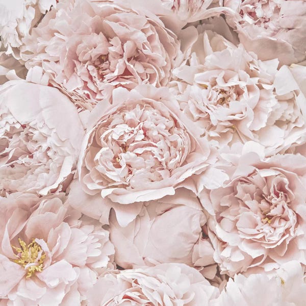 French Country Décor: Flowers Peony Blush Square by Monika Strigel