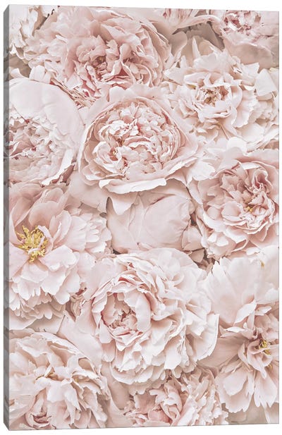 Flowers Peony Blush Canvas Art Print - Monika Strigel