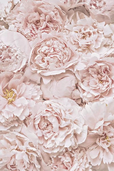 Peonies: Flowers Peony Blush by Monika Strigel