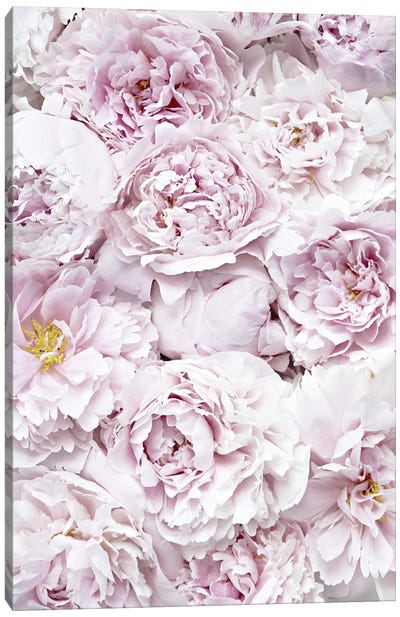 Flowers Peony Pink Canvas Art Print - French Country Décor