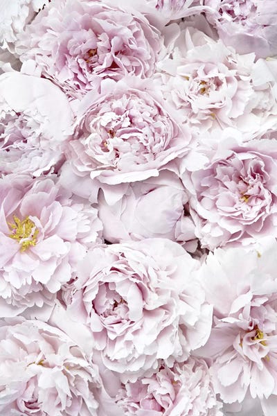 French Country Décor: Flowers Peony Pink by Monika Strigel