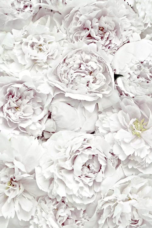 Flowers Peony White