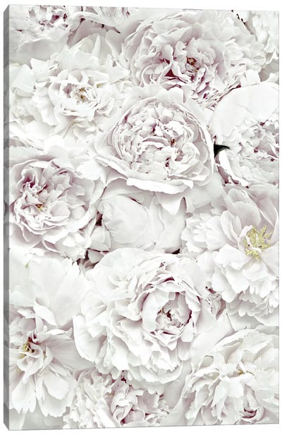 Flowers Peony White Canvas Art Print - Monika Strigel