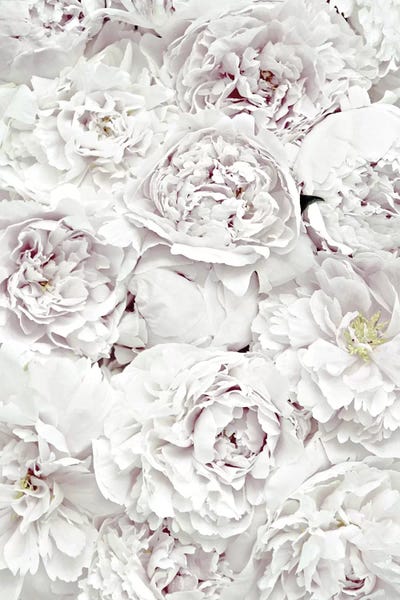 Flowers Peony White