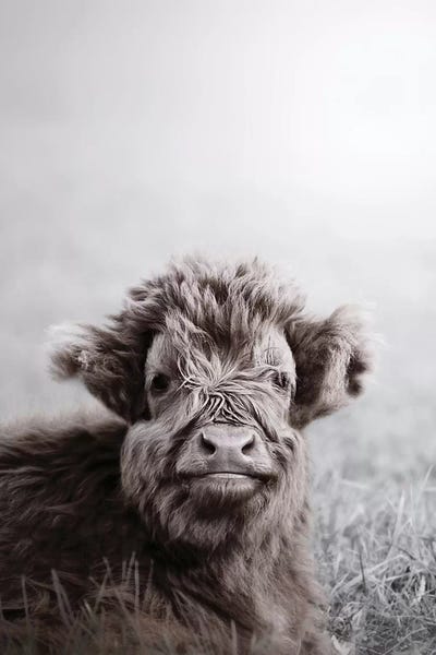 Highland Cattle Calf Alf by Monika Strigel framed wall art