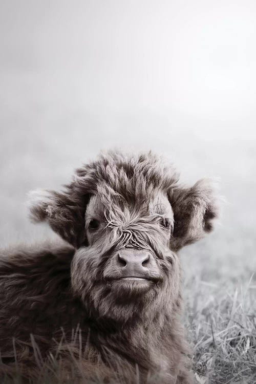 Highland Cattle Calf Alf