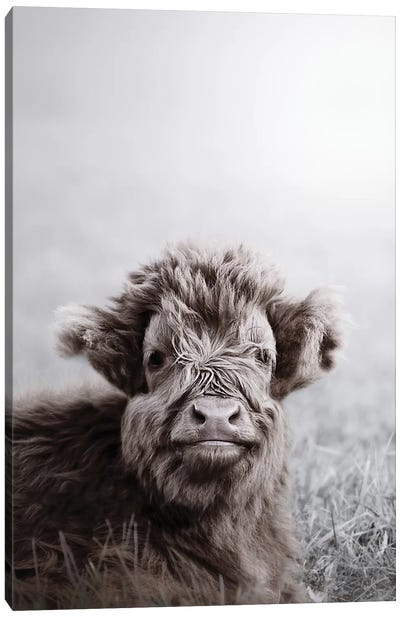 Highland Cattle Calf Alf Canvas Art Print - Monika Strigel