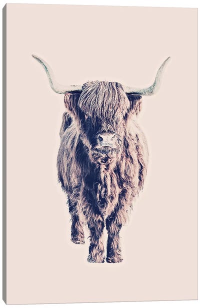 Highland Cattle Colin Rose Canvas Art Print - Highland Cow Art