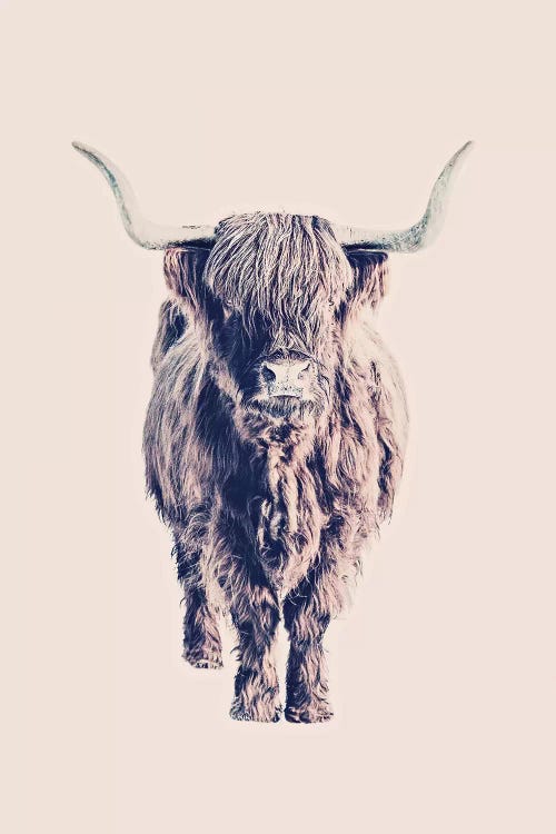 Highland Cattle Colin Rose