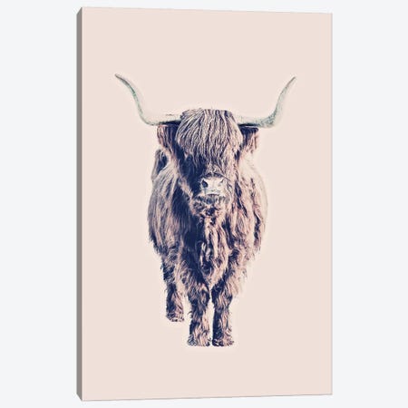 Highland Cattle Colin Rose Canvas Print #GEL175} by Monika Strigel Canvas Artwork