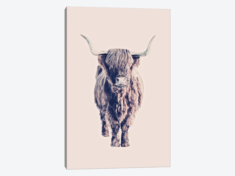 Highland Cattle Colin Rose 1-piece Canvas Wall Art