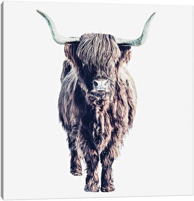 Highland Cattle Colin White Square Canvas Art Print - Highland Cow Art