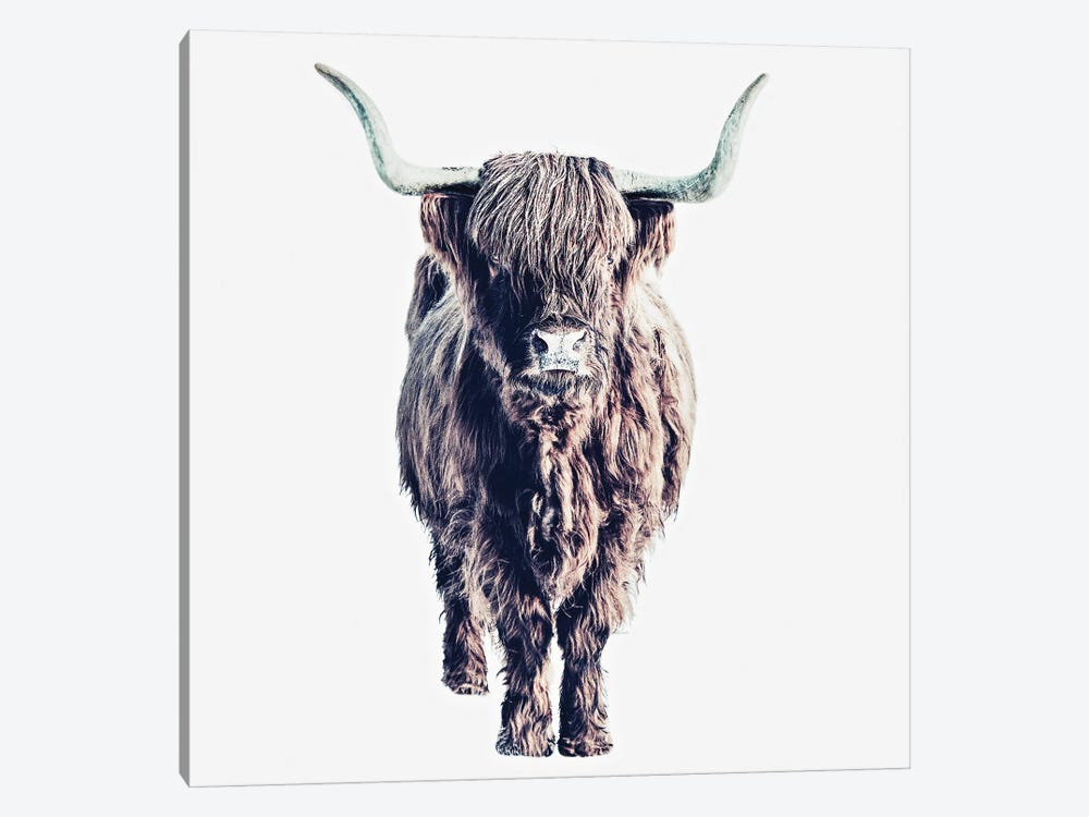 Highland Cattle Colin White Square by Monika Strigel 1-piece Art Print