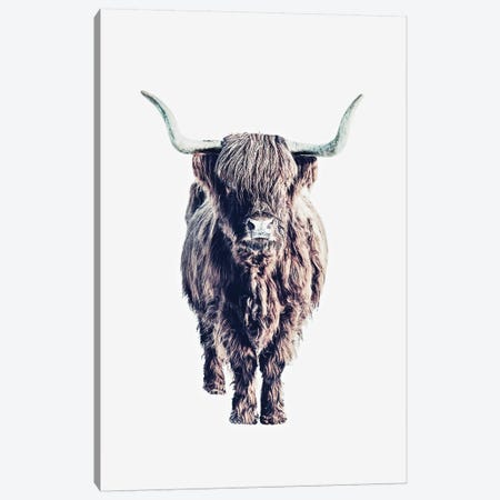 Highland Cattle Colin White Canvas Print #GEL177} by Monika Strigel Canvas Art