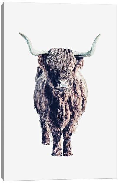 Highland Cattle Colin White Canvas Art Print - Monika Strigel