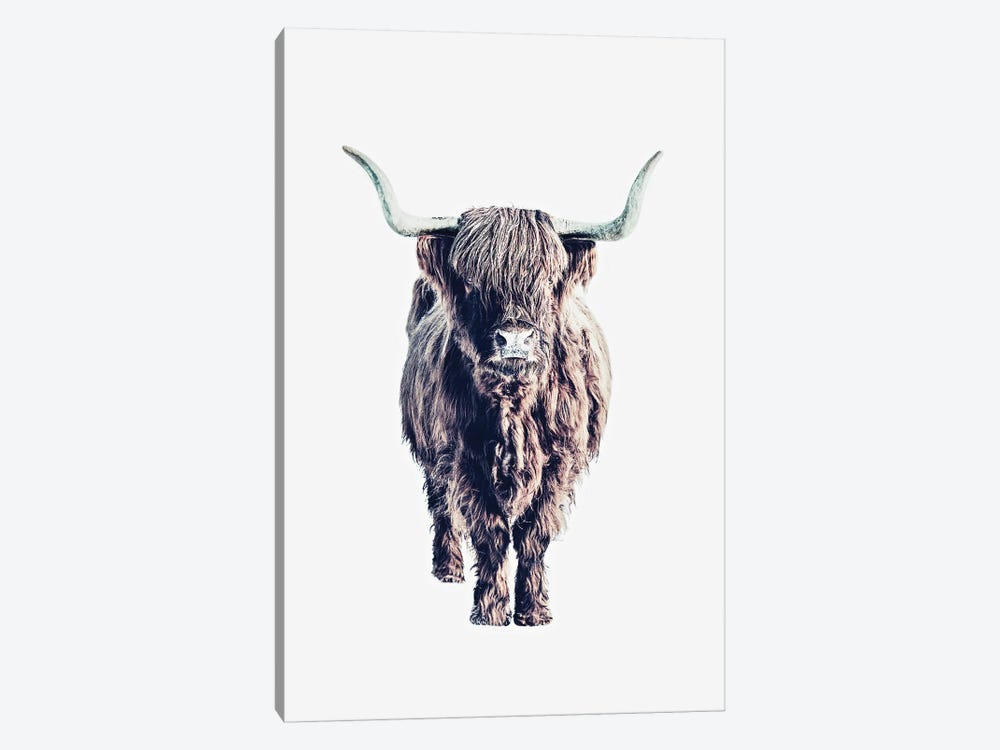 Highland Cattle Colin White 1-piece Canvas Wall Art