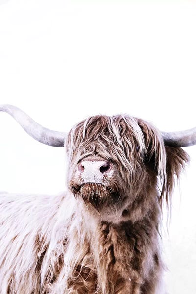 Monika Strigel: Highland Cattle Frida by Monika Strigel