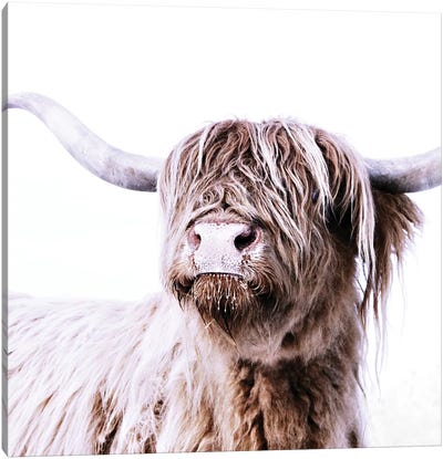 Highland Cattle Frida I Square Canvas Art Print - Farm Animal Art