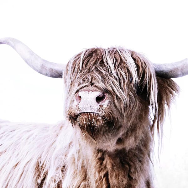 Monika Strigel: Highland Cattle Frida I Square by Monika Strigel