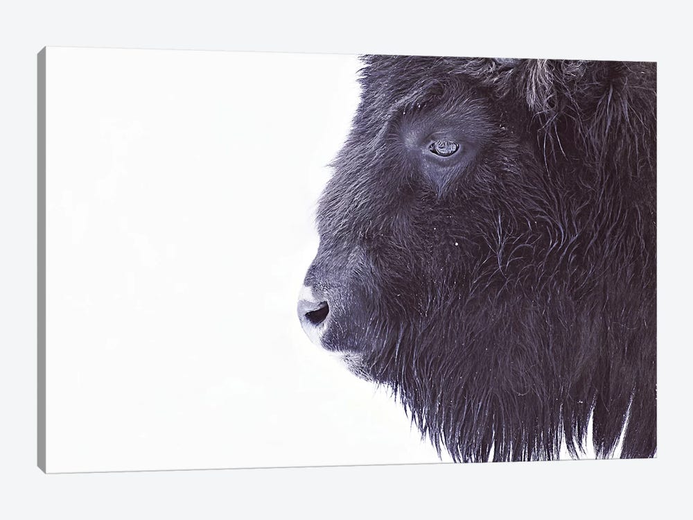 Black Buffalo Portrait by Monika Strigel 1-piece Art Print