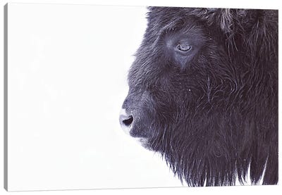 Black Buffalo Portrait Canvas Art Print - Black & White Decorative Art