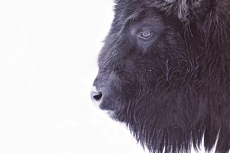 Black Buffalo Portrait