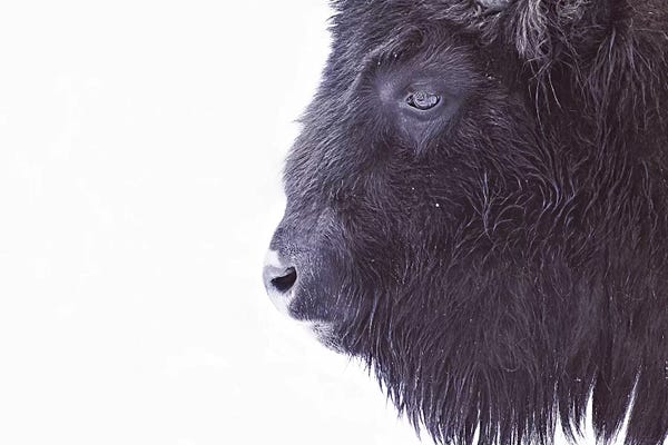 American Décor: Black Buffalo Portrait by Monika Strigel