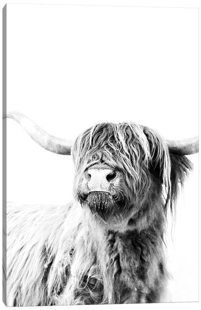 Highland Cattle Frida II Canvas Art Print - Black & White Photography