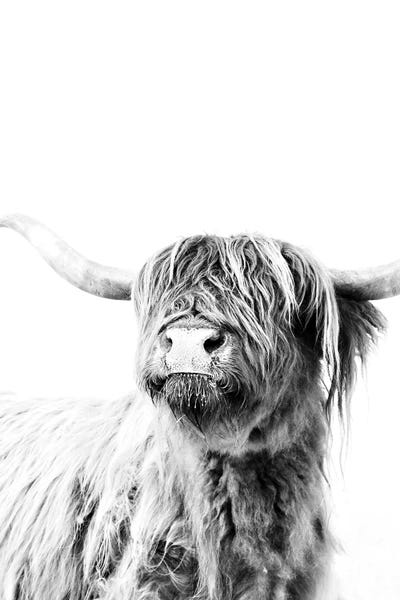 Modern Farmhouse Living Room: Highland Cattle Frida II by Monika Strigel