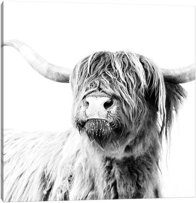 Highland Cattle Frida Black And White Square Canvas Art Print - Black & White Photography