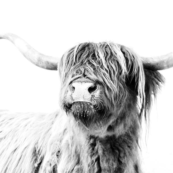 Modern Farmhouse Living Room: Highland Cattle Frida Black And White Square by Monika Strigel