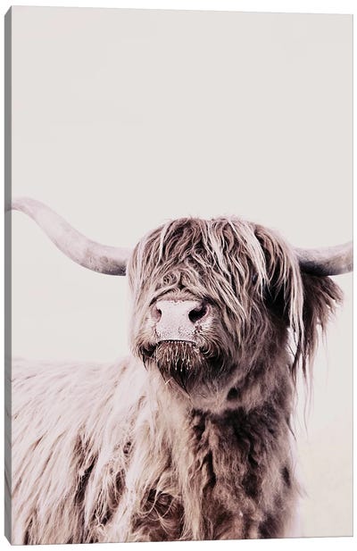 Highland Cattle Frida Creme Canvas Art Print - Highland Cow Art