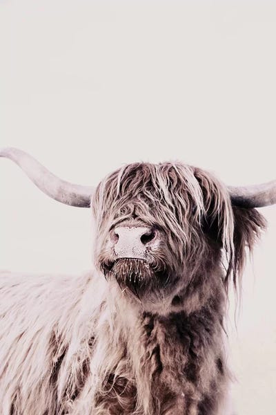 Fine Art Print: Highland Cattle Frida Creme by Monika Strigel