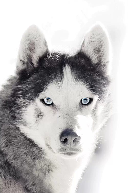 Husky Portrait