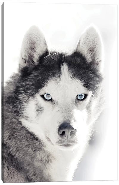 Husky Portrait Canvas Art Print - Dog Photography