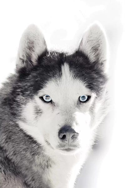 Siberian Huskies: Husky Portrait by Monika Strigel