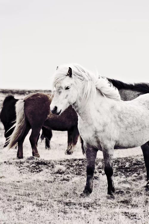 Iceland Horse Bjarmi