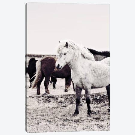 Iceland Horse Bjarmi Canvas Print #GEL190} by Monika Strigel Art Print