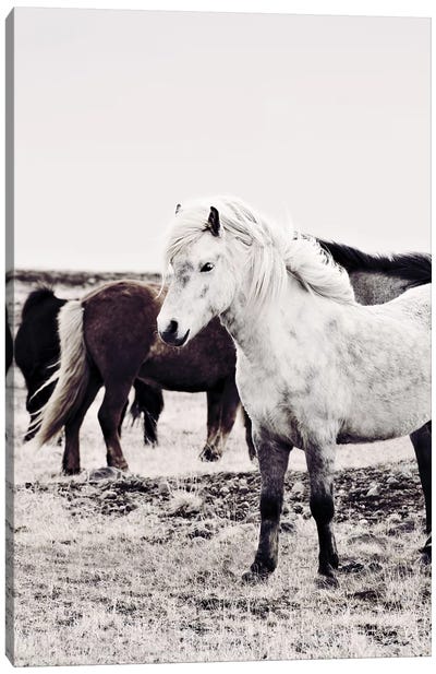 Iceland Horse Bjarmi Canvas Art Print - Monika Strigel