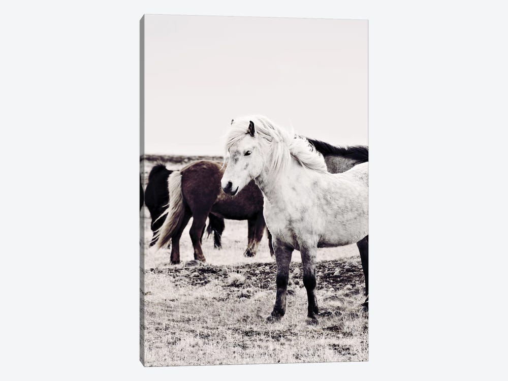 Iceland Horse Bjarmi by Monika Strigel 1-piece Canvas Print