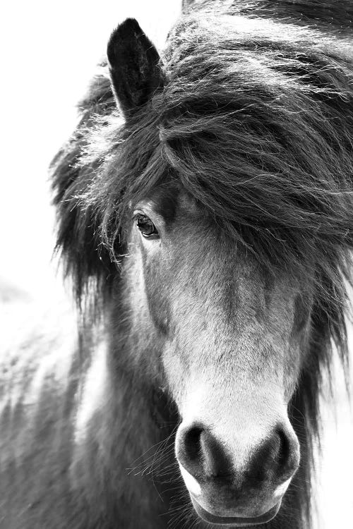 Iceland Horse Blastur