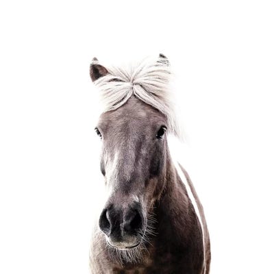 Iceland Horse Lucy I Square by Monika Strigel framed canvas print